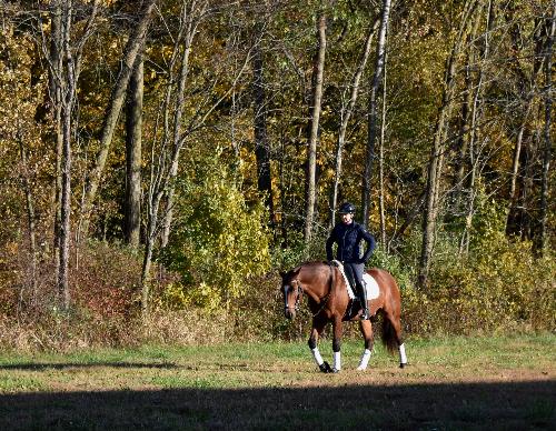 dressage horse for sale in Indiana United States 